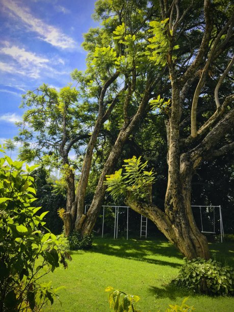热带动植物图片下载
