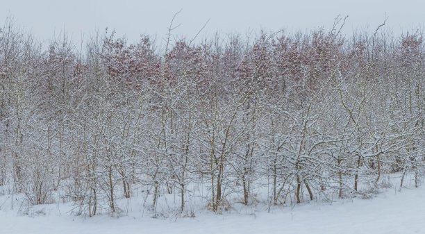 冬天有雪的树木苗圃图片下载