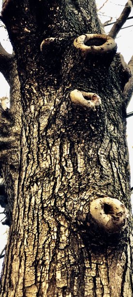 树上的三个结图片下载