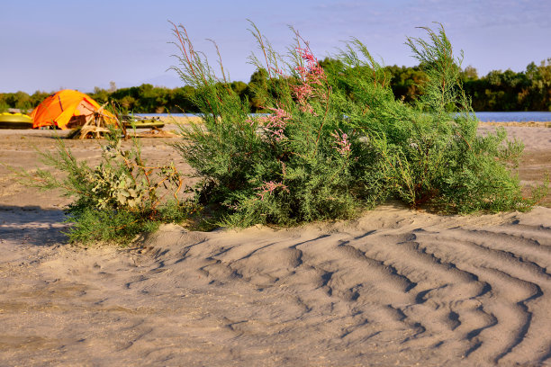 盛开的柽柳沙漠沙营地帐篷船图片下载