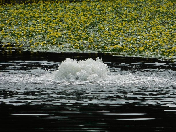 冒泡了图片下载