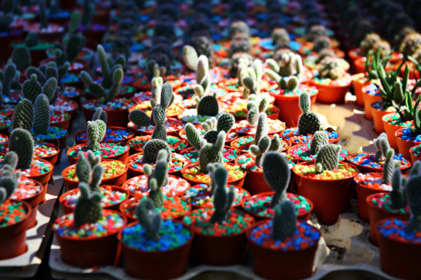 cuctus种植园图片下载