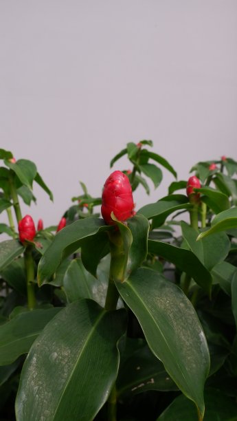 红姜花图片下载