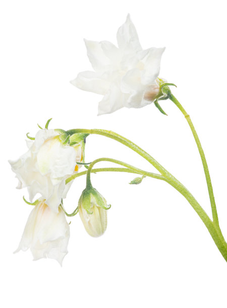 孤立在白色开花的马铃薯植株上图片下载