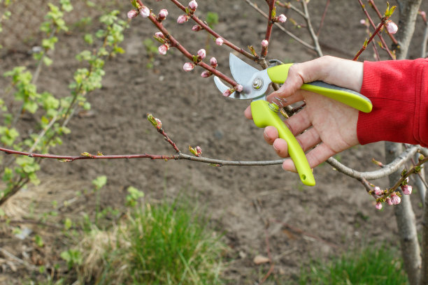 男性农民用修枝机剪油桃树的顶端图片下载