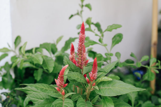 花园中的银鸡冠。龙舌兰植物花。粉红色的花与木材背景。图片下载