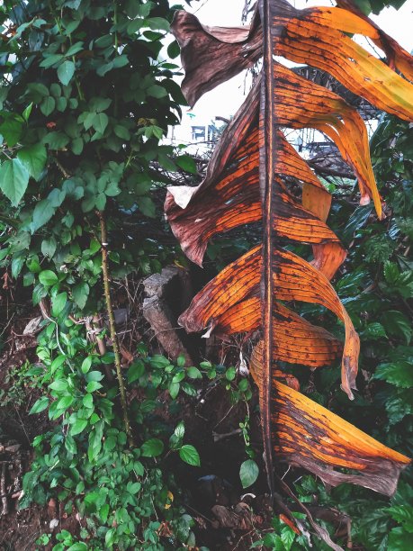 香蕉植物自然叶绿橙摘图片下载