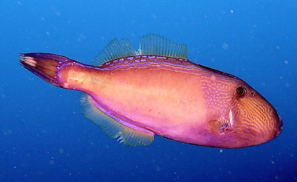 Sixspine蛆鱼图片下载