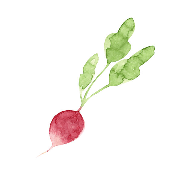 水彩手绘蔬菜萝卜孤立在白色的背景。健康食品。维生素。成分。图片下载