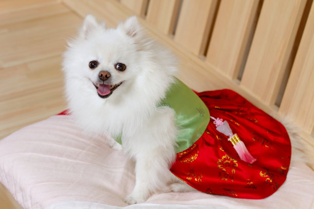 白色的博美犬在韩国传统坐垫上微笑。节日的概念。图片下载