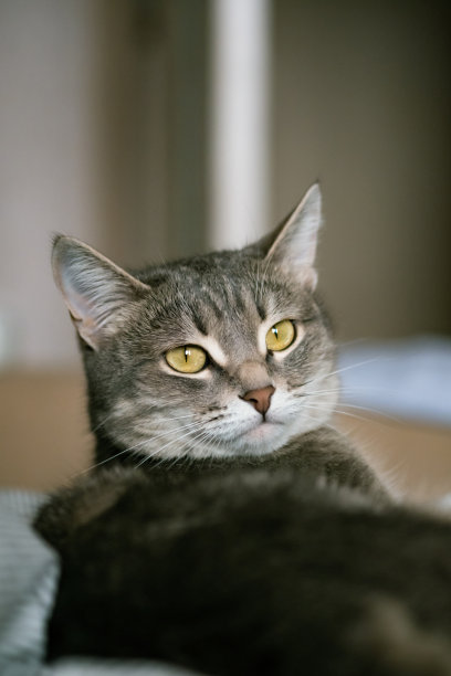 一只带条纹的灰猫，黄眼睛。一只家猫躺在床上。家里有只猫。图片为兽医诊所，关于猫的网站。图片下载