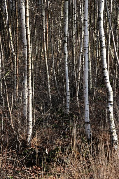 桦树森林图片下载
