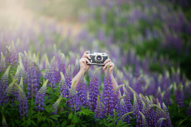 一个女孩在夏天的田野里，手里拿着一个旧相机图片下载