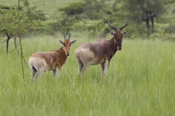 斯韦恩的哈特贝斯特图片下载
