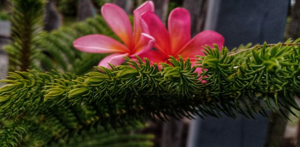 红鸡蛋花是鸡蛋花属的一种落叶植物图片下载