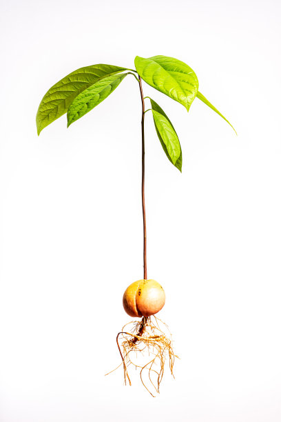 完整的鳄梨。图片下载