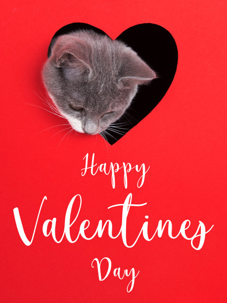 在红色的背景下，一只灰色的猫从一个心形的洞里探出头来。情书情人节，概念，贺卡，印刷，商业，海报。图片下载