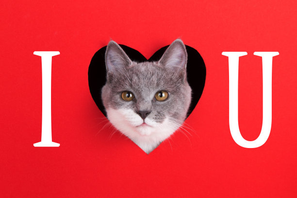 一只灰色的猫从红色背景下的心形洞里探出头来。情人节概念，贺卡，印刷，商业，海报。我爱你。图片下载
