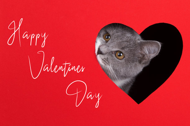 在红色的背景下，一只灰色的猫从一个心形的洞里探出头来。情书情人节，概念，贺卡，印刷，商业，海报。图片下载