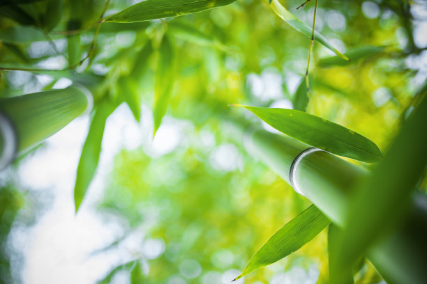 (选择性聚焦)在一个阳光明媚的日子里，一片散焦的竹林令人惊叹的景象。日本京都岚山竹林。自然，绿色背景与复制空间。图片下载