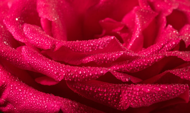 微距拍摄的玫瑰花瓣与水滴，抽象的花卉背景。图片下载
