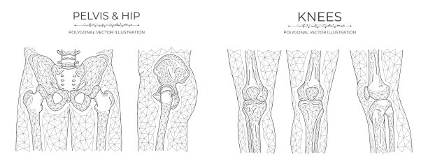 矢量多边形骨盆和膝盖。骨盆、髋关节、膝关节解剖模型。图片下载