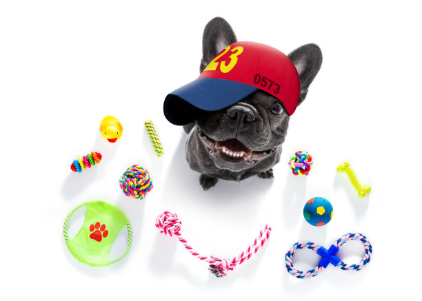 酷酷的棒球帽城市狗图片下载