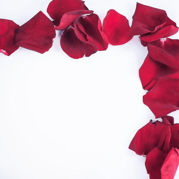 关闭了。红玫瑰花瓣作为祝贺图片下载