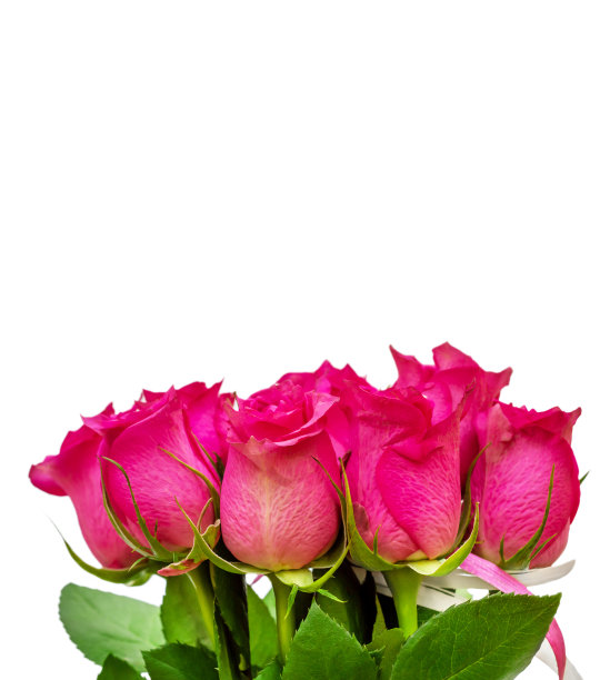 一束美丽的玫瑰孤立在白色。关闭了。空间的文本。贺卡。图片下载