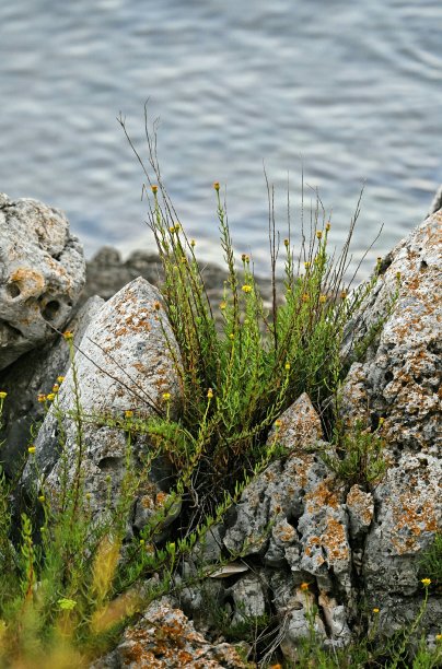 沿着伊斯特拉海岸图片下载