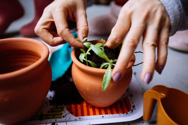 可爱的家庭主妇在花盆和园艺设置花图片下载