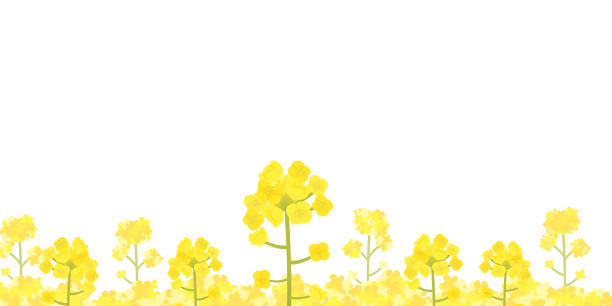 油菜花儿插图图片下载