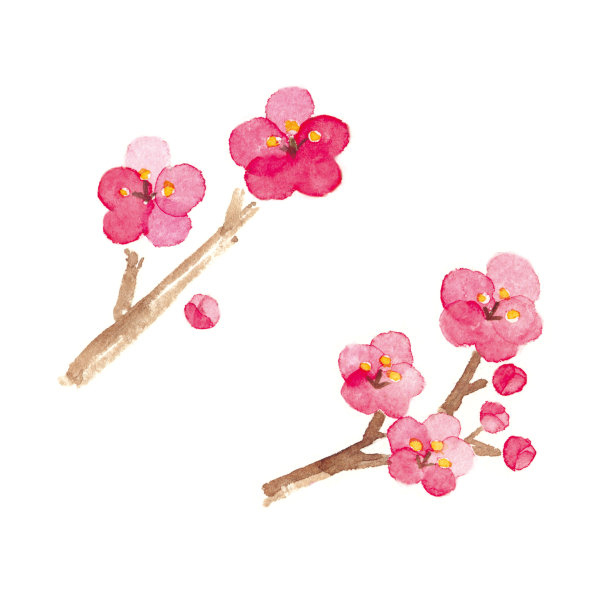 日本李树水彩画在白色的背景。图片下载