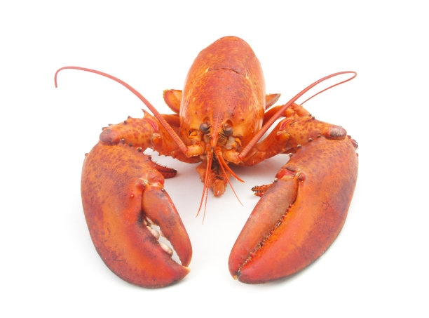 煮龙虾孤立在白色背景图片下载