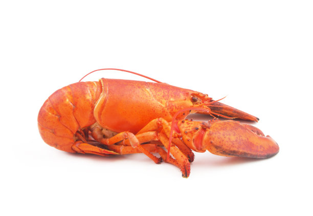 煮熟的龙虾孤立在白色背景图片下载
