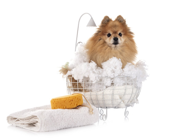 成人波美拉尼亚的图片下载