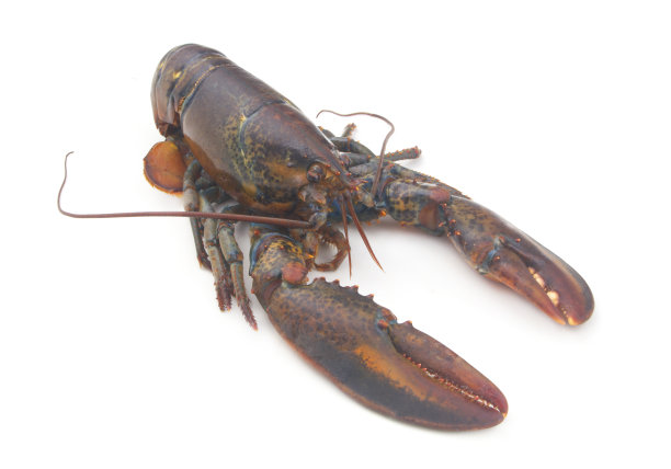 孤立在白色背景上的美洲龙虾图片下载