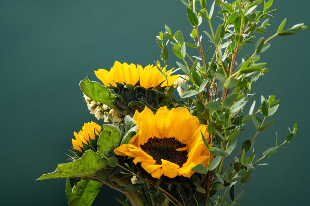 水平构图，绿色背景上盛开的向日葵图片下载