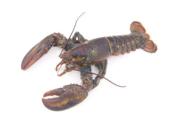 龙虾孤立在白色背景图片下载