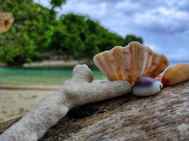 沙滩上五颜六色的贝壳图片下载