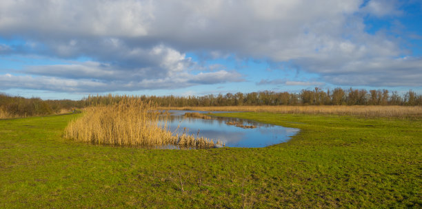 芦苇边的运河在一个绿色的草地景观湿地在阳光下的蓝天在冬天图片下载