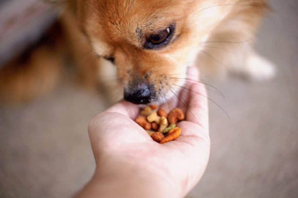 人类手持颗粒喂食棕色吉娃娃狗。图片下载