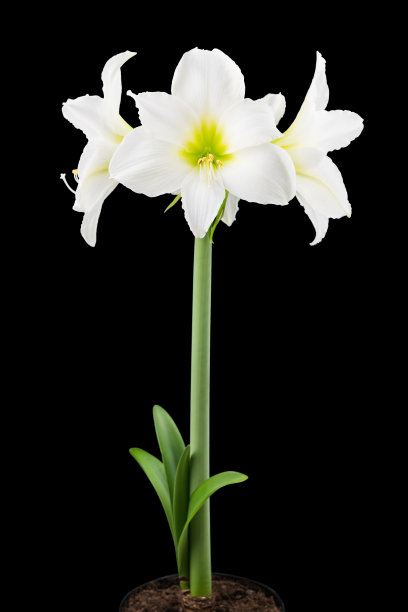 白色的蔷薇又名孤挺花图片下载