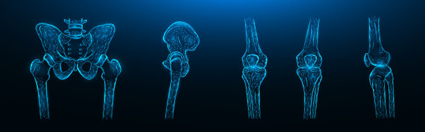 多边形矢量插图的骨骼的骨盆，髋关节和膝关节在深蓝色的背景。人体骨骼解剖医学模板。图片下载