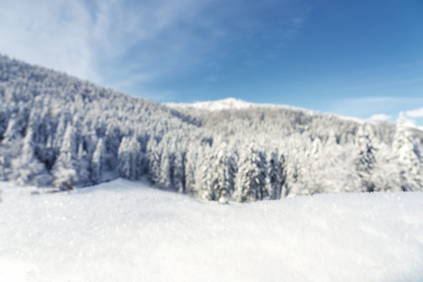 白雪覆盖的云杉林映衬着蓝天图片下载
