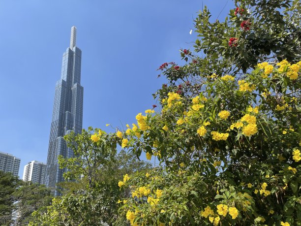 黄色花丛图片下载