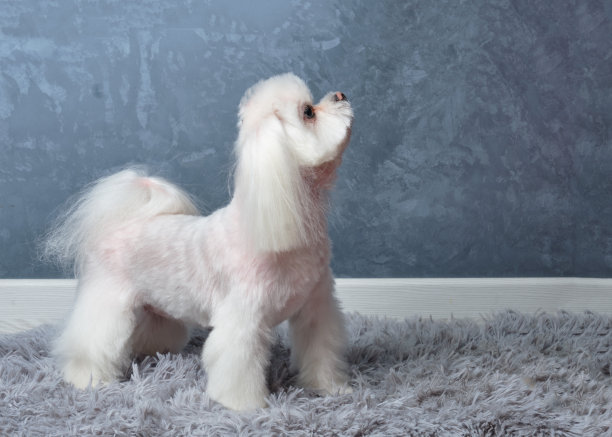 一只马耳他哈巴狗在一个美容院剪了一个漂亮的发型后，在一个灰色的背景图片下载