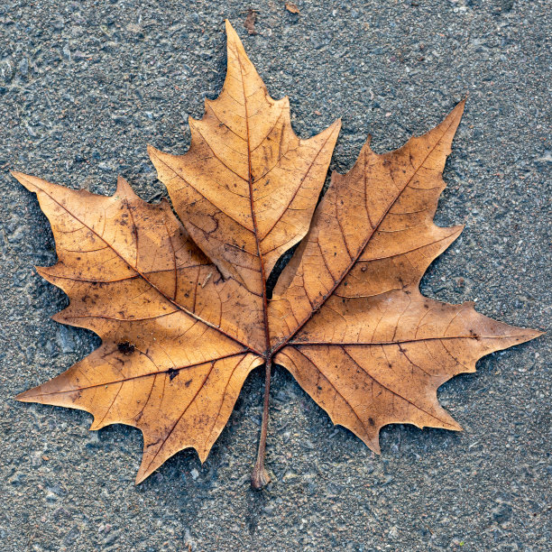 低头看着一片干梧桐树的叶子图片下载