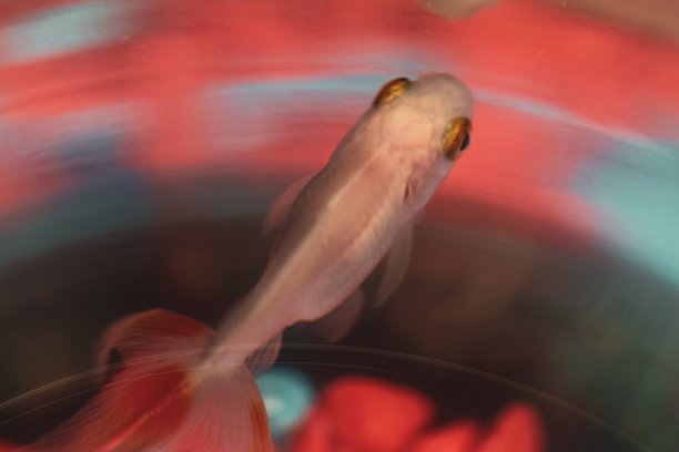 金鱼风景图片下载