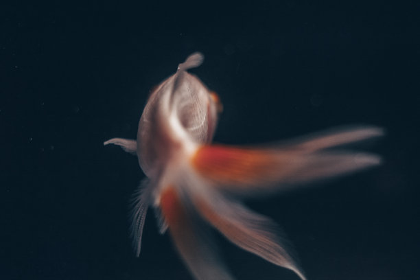 金鱼风景图片下载